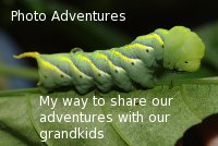 Travel adventures for our grandkids