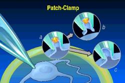 patch clamp